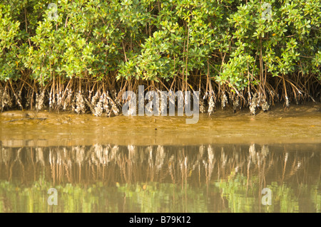 Le radici di mangrovia, con ostriche Gambia Foto Stock