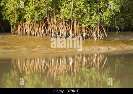 Le radici di mangrovia, con ostriche Gambia Foto Stock