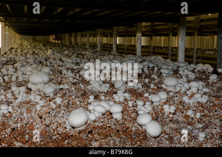 Ripiani di compost organico sono mantenuti in condizioni ambientali controllate per intensivo di allevamento a fungo Foto Stock