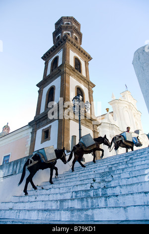 Tre asini che trasportano i pacchi fino antichi passaggi Costiera Amalfitana Foto Stock