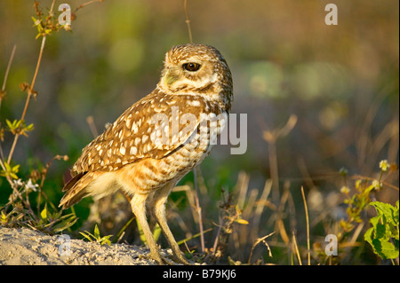 Un gufo scavando si trova al di fuori di esso's den in Florida. Foto Stock