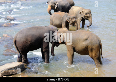 Gli elefanti la balneazione nel fiume Foto Stock