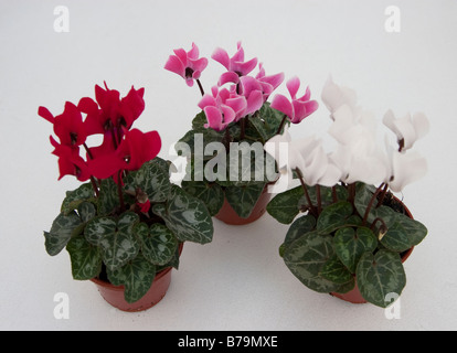 Rosso, rosa e bianco Ciclamino piante in vaso Foto Stock