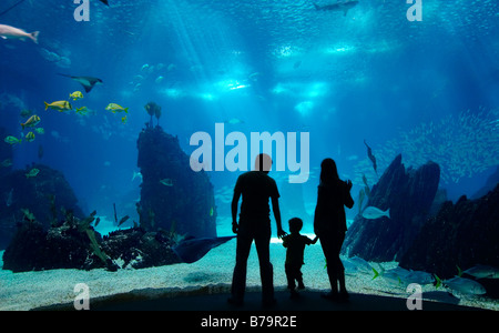 Famiglia subacquea. Sagome di giovane famiglia di tre godendo di panorami di vita sottomarina. Famiglia avente tempo libero in Oceanarium Foto Stock