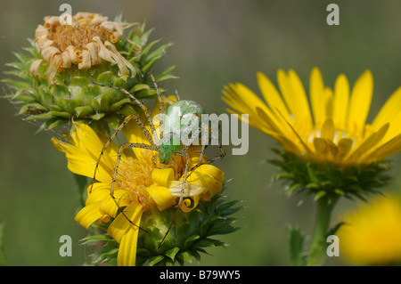 Green Lynx Spider in attesa di prede su una foglia di Sega Daisy Foto Stock