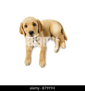 9 settimane vecchio Labrador cross Golden Retriever cucciolo sdraiato su sfondo bianco Foto Stock