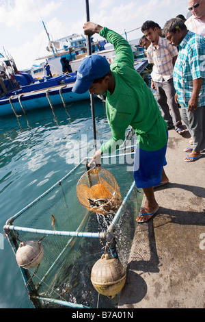 La gente del luogo esaminare i pesci nel principale mercato di pesce nel maschio (la capitale delle Maldive) Foto Stock