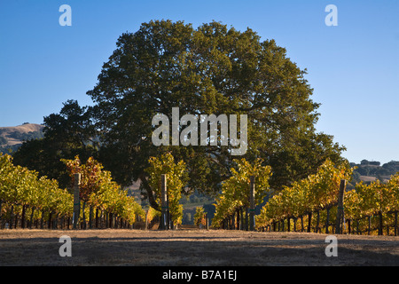 Vigneti girare a colori durante l'autunno in ALEXANDER VALLEY HEALDSBURG CALIFORNIA Foto Stock