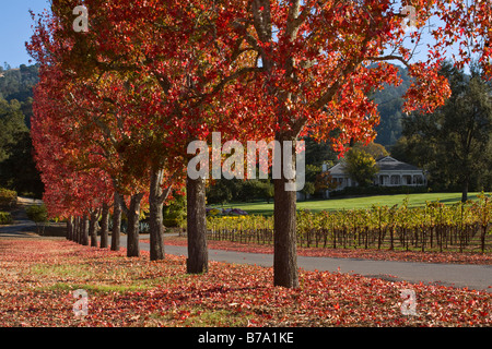 Vigneto e alberata corsia di una tenuta di campagna nel cuore della valle di ALEXANDER HEALDSBURG CALIFORNIA Foto Stock