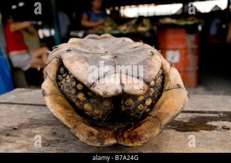 Giallo-footed tartaruga per la vendita Bellavista, mercato Nanay Iquitos Amazzonia peruviana Perù Foto Stock