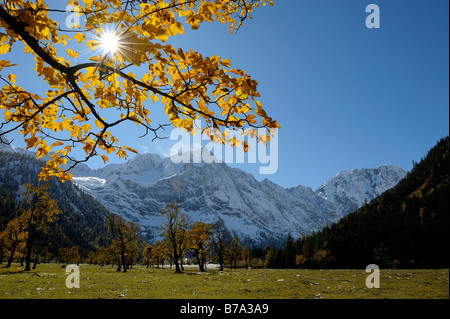 Acero di monte (Acer pseudoplatanus), diramazione con fogliame autunnale, retroilluminato, di fronte montagne coperte di neve, Ahornboden, E Foto Stock