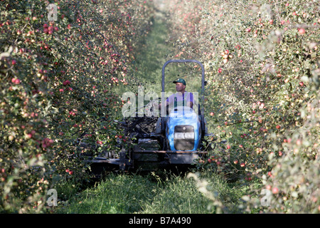 Un raccolto polacco guida helper un apple macchina raccoglitrice, una schermata shaker, durante la raccolta delle mele sulle piantagioni di Apple Foto Stock