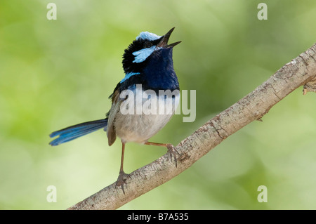 Superba blue wren, Malurus cyaneus, Sud Australia Foto Stock