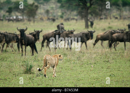 Un ghepardo solitario che si avvicinano ad un allevamento di GNU Foto Stock