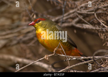 Zebra Waxbill Finch "Amandava subflava', maschio Foto Stock