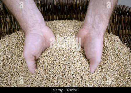 Mani scooping orzo, malto d'orzo test di qualità al Birrificio Kulmbacher AG, Kulmbacher Brauerei AG in Kulmbach, Baviera, Germania, Foto Stock