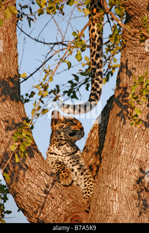 Ritratto di un leopard cub giacente nella forcella di un albero guardando intensamente la sua coda delle madri che pendono dal di sopra Foto Stock