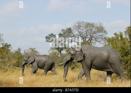 Due terreni fangosi elephant camminate fuori dopo aver un buon bagno di fango Foto Stock