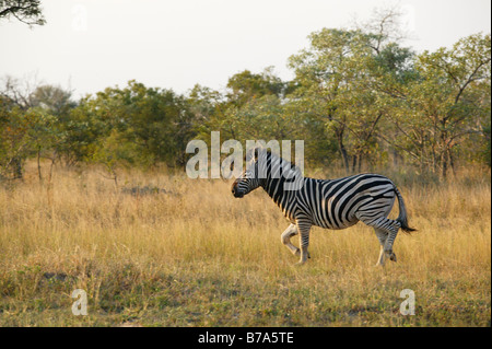 Vista laterale di un Burchell's zebra in esecuzione attraverso un bushveld via Foto Stock