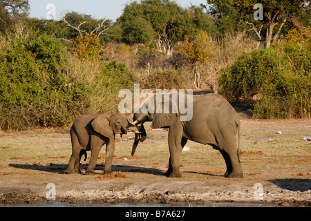 Due elefanti africani in piedi testa a testa Foto Stock