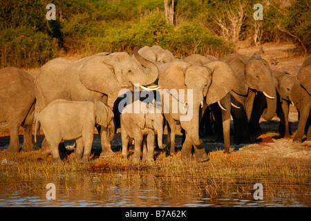 Un branco di elefanti riuniranno sulle rive del fiume Chobe nel tardo pomeriggio per bere Foto Stock