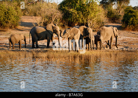 Un branco di elefanti sulle rive del fiume Chobe nel tardo pomeriggio per bere Foto Stock