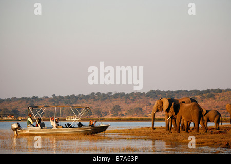 I turisti in un safari in barca la visualizzazione di elefanti sulle rive del fiume Chobe Foto Stock