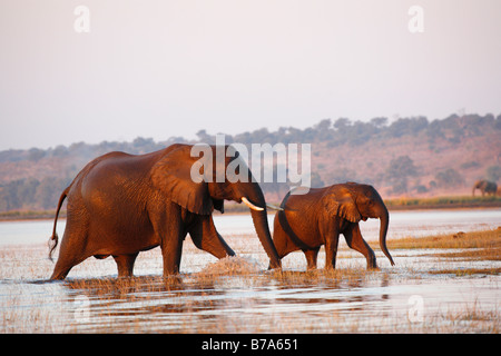 Un elefante di mucca e vitello piedi fuori il fiume Chobe dopo aver attraversato con un terzo elefante su banca a distanza Foto Stock