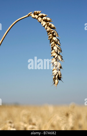 Orecchio di frumento, campo di grano vicino a Regensburg, Baviera, Germania, Europa Foto Stock