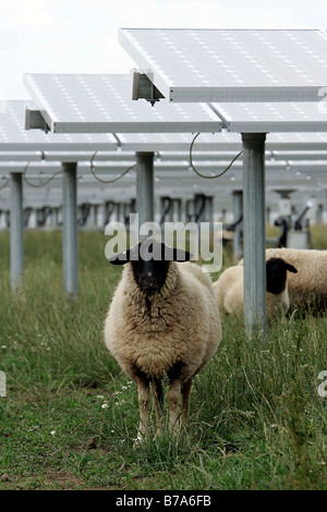 Pecore al pascolo sotto i moduli fotovoltaici della attualmente più grande impianto fotovoltaico nel mondo, bavarese Parco Solare Mue Foto Stock