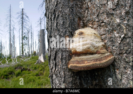 Fungo su un abete morto infestati da scolitidi su Mt Lusen nel Parco Nazionale della Foresta Bavarese vicino a Spiegelau, Baviera, germe Foto Stock