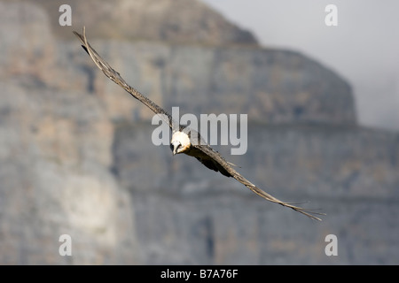 Gipeto , Gypaetus barbatus , in volo a ordesa national park , Pirenei Foto Stock