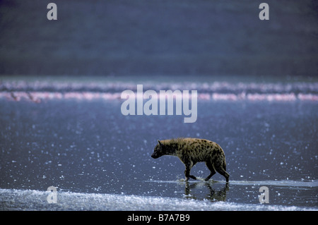 Lone Spotted hyena (Crocuta crocuta) wading dopo l enorme massa di fenicotteri rosa in acqua Foto Stock