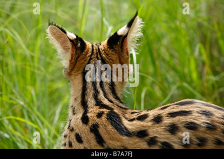 Ritratto serval visto da dietro che mostra i contrassegni sulla schiena e collo Foto Stock