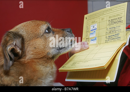 Cane con certificato di vaccinazione, Coblenza, Renania-Palatinato, Germania, Europa Foto Stock