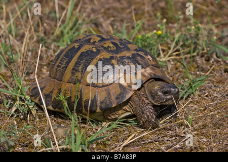 Hermann's tartaruga (Testudo hermanni) Foto Stock