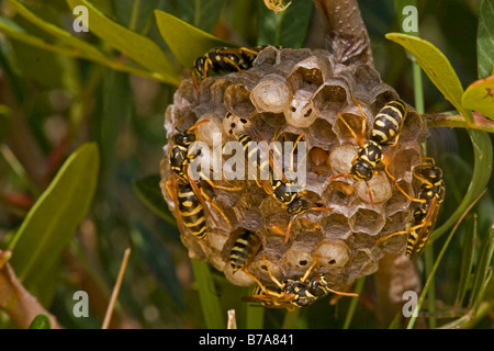 Carta Wasp (Polistes gallicus) Foto Stock