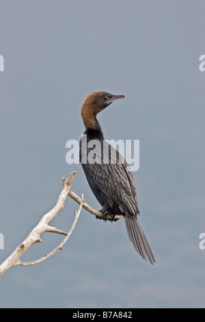 Cormorano pigmeo (Phalacrocorax pygmeus) Foto Stock