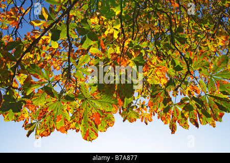 Comune di Ippocastano (Aesculus hippocastanum) fogliame in autunno colori, in luce posteriore, vista dal basso Foto Stock