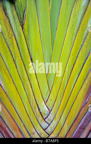 In prossimità di un albero di viaggiatori o per viaggiatori palm (Ravenala madagascariensis), raro tipo di fan di palma, Sud Africa e Africa Foto Stock