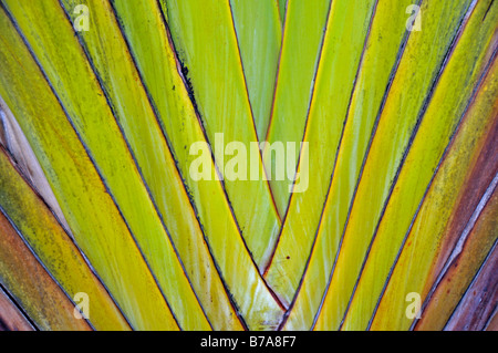 In prossimità di un albero di viaggiatori o per viaggiatori palm (Ravenala madagascariensis), raro tipo di fan di palma, Sud Africa e Africa Foto Stock