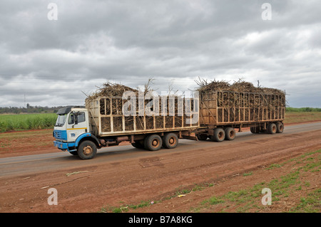 Autocarro il trasporto di canna da zucchero per etanolo e la produzione di biodiesel a Mpumalanga, Sud Africa e Africa Foto Stock