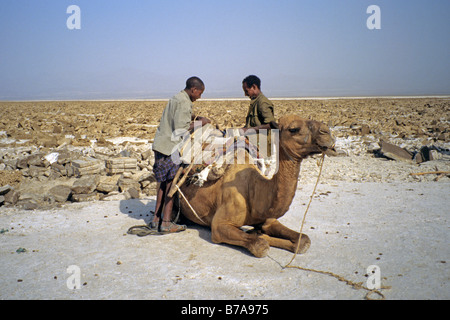 Lontano gli uomini il caricamento di blocchi di sale su un cammello indietro Foto Stock