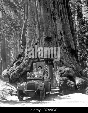 Foto storiche, uomo alla guida attraverso una sequoia, presa intorno 1920 Foto Stock