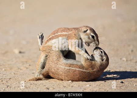 Forma non striata terreno scoiattoli (Xerus rutilus) giocando e combattimenti Kalahari Kgalagadi parco transfrontaliero, Sud Africa, Botswana Foto Stock