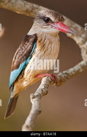 Marrone-incappucciati Kingfisher (Halcyon albiventris), Kruger National Park, Sud Africa Foto Stock