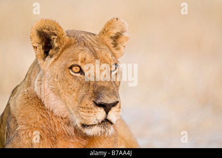 Leonessa, Lion (Panthera leo), ritratto, Savuti, Chobe National Park, Botswana, Africa Foto Stock