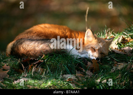 Red Fox (Vulpes vulpes vulpes) in autunno, avvolto a ricciolo e dormire, Allgaeu regione, Germania, Europa Foto Stock