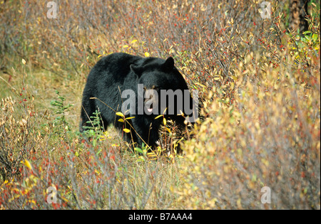 American Black Bear (Ursus americanus), Alaska, America del Nord Foto Stock