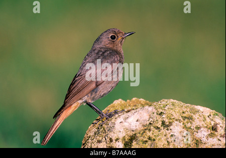 Codirosso spazzacamino (Phoenicurus ochruros), femmina Foto Stock